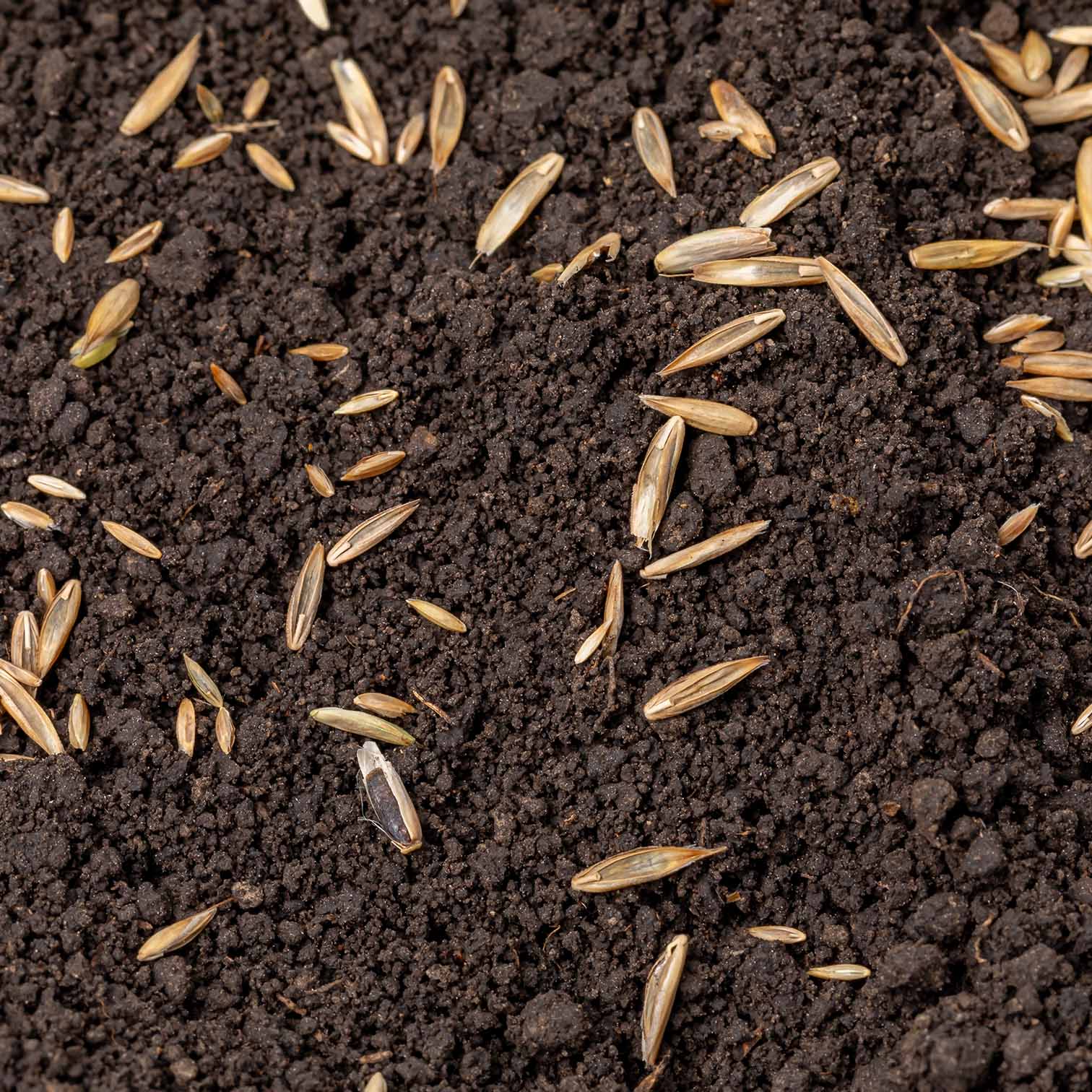 Emerald Grass Seed 1kg - Image 5
