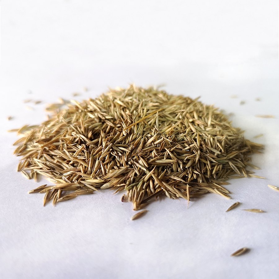 Emerald Grass Seed 1kg - Image 3